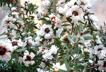 Лептоспермум или Чайное дерево  Leptospermum Snow Flurry  