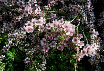 Лептоспермум или Чайное дерево  Leptospermum Pink Cascade 