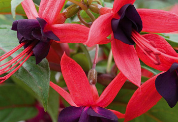 Фуксия Fuchsia Lady Boothby 