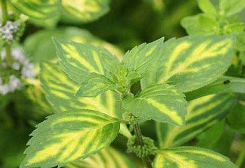 фото: мята Ginger Mint мята Ginger Mint