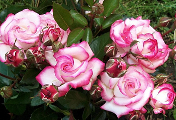 Роза Rósa Handel 