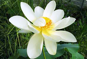 Лотос Pygmaea Alba 