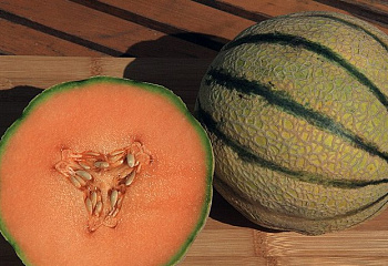 Дыня Melon Cantaloup Charentais 