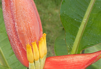 Банан Лавандовый Musa ornata Orange Flower 