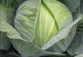 Капуста кочанная Cabbage Satie 