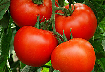 Помидор Тomato Alexsia 