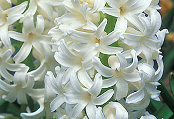 Гиацинт Hyacinthus L’Innocence 