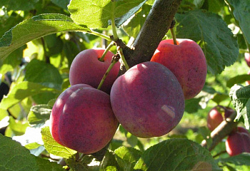 Алыча Prunus divaricataм Тимирязевская