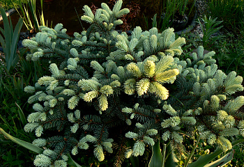 Ель восточная Picea orientalis Bialobok 