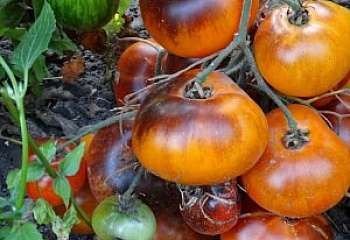 Помидор Тomato Beauty King 