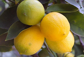 Лимон Citrus limon Georgia 
