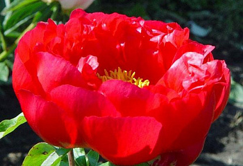 Пион Cherry Ruffles 