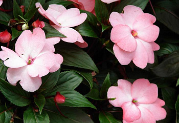 Бальзамин  Impatiens Divine Pink 