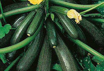 Кабачок Marrow squash Ambassador 