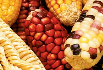 Кукуруза Sweetcorn Cheqche Peskoruntu Corn 