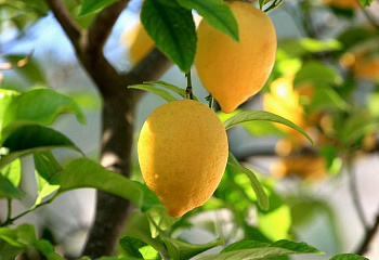 Лимон Citrus limon Advanced 