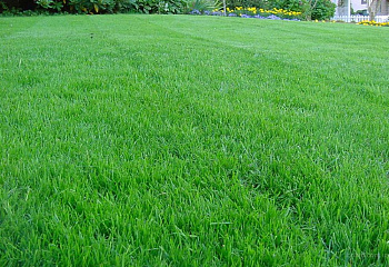 Трава газонная American Dream Ornamental 