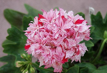 Пеларгония Pelargōnium Richard Hodgson 