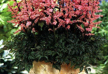 Астильба Astilbe Perkeo 