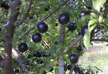 Алыча Prunus divaricataм Кремень