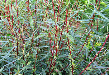 Ива пурпурная Salix purpurea Purpurea 