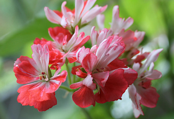 Пеларгония Pelargōnium Don Chiverton 