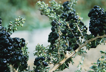 Годжи Lycium chinense Black Goji berry 