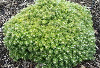фото: пихта корейская Silberkugel пихта корейская Silberkugel