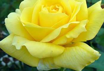 Роза Rósa Landora 