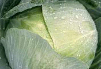 Капуста кочанная Cabbage Tolsma 