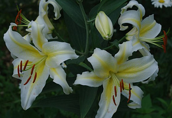 Лилия Lílium Time Out 