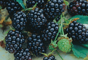 Ежевика Rubus Gaj Blackberry