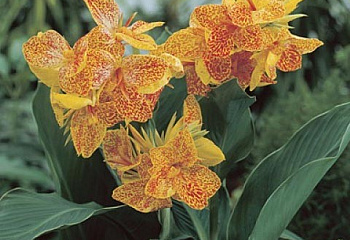 Канна Canna Golden Lucifer 