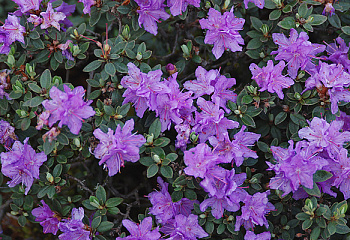 Рододендрон Ramapo 