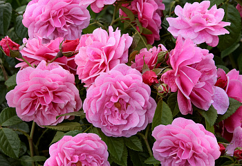 Роза Rósa Camelot 