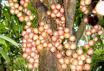 Виноград биманский Baccaurea ramiflora 