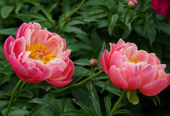 фото: Пион Singing Pink Пион Singing Pink