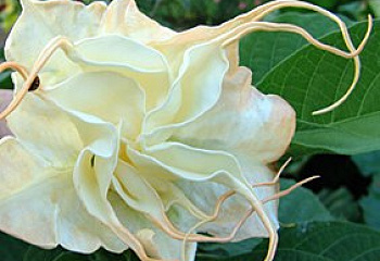 Бругмансия или Труба ангела Brugmansia Angel‘s Summerime 