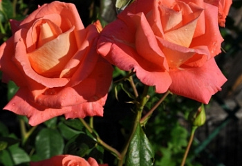 Роза на штамбе Rósa Folklore 