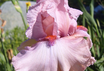 Ирис Íris Princess Мary 