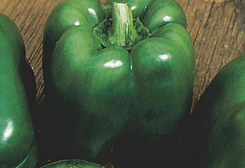 Перец сладкий  Sweet pepper Lady Bell 