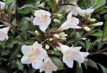 Вейгела Weigela Black and White 