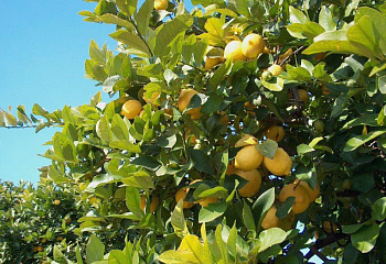 Лимон Citrus limon Femminello Siracusano 