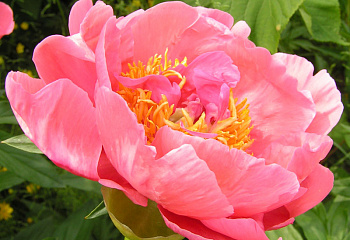 Пион Ann Berry Cousins 