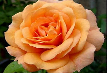 Роза Rósa Apricola 