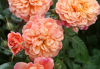 Роза Rósa Aloha 