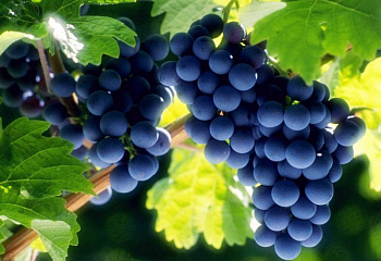 Виноград плодовый Vitis vinifera Кодрянка