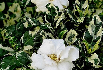 Гардения Gardenia Variegata 