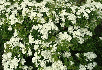 Спирея ниппонская White Carpet 