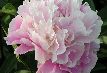 Пион Lady Alexandra Duff 